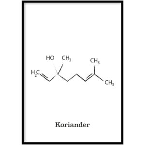 Koriander