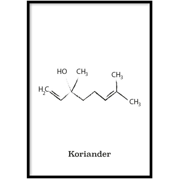 Koriander