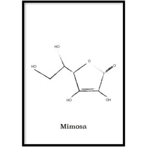 Mimosa