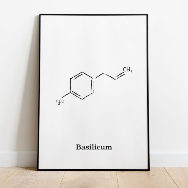 basilicum