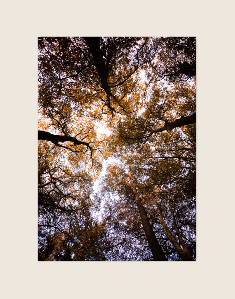 Sfeervolle botanische poster met een indrukwekkend perspectief omhoog kijkend door een groen bladerdak in het bos, stijlvol opgehangen in een Scandinavisch interieur.