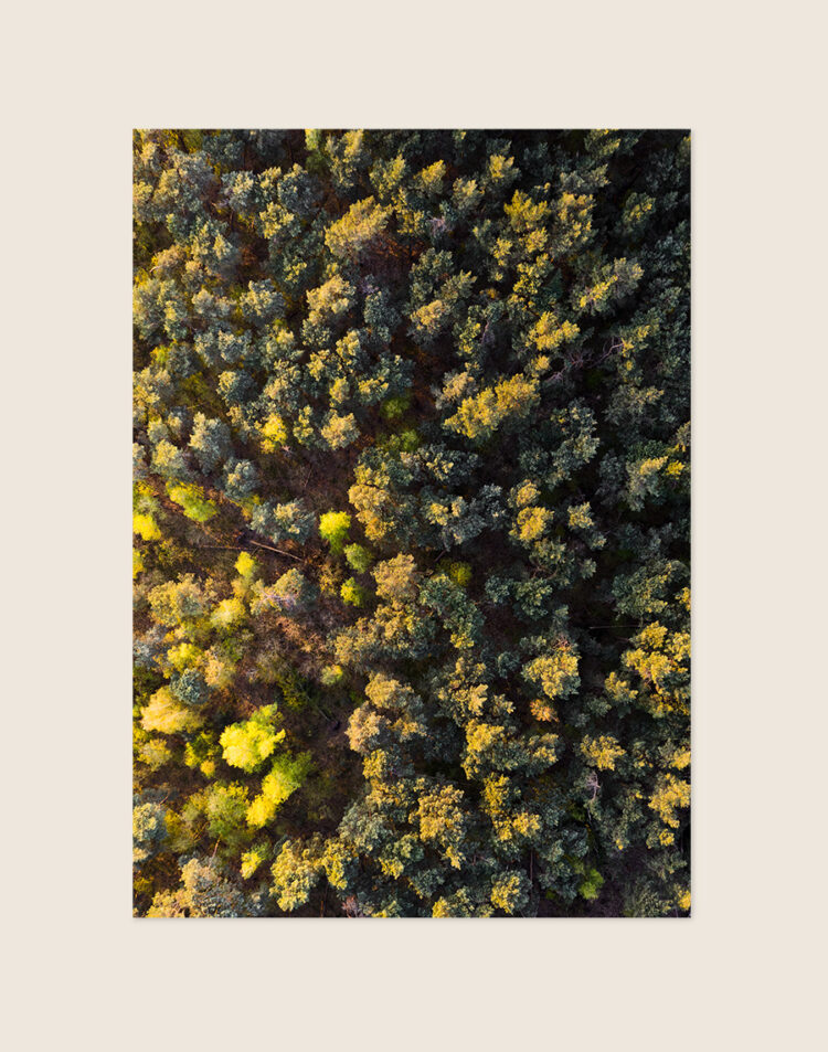 Een luchtfoto van een dicht bos, recht van bovenaf genomen. Het beeld toont een rijk, gestructureerd bladerdek van boomtoppen in voornamelijk donkergroene tinten, afgewisseld met bomen die felgeel en goudkleurig oplichten door warm zonlicht of beginnende herfstkleuren.
