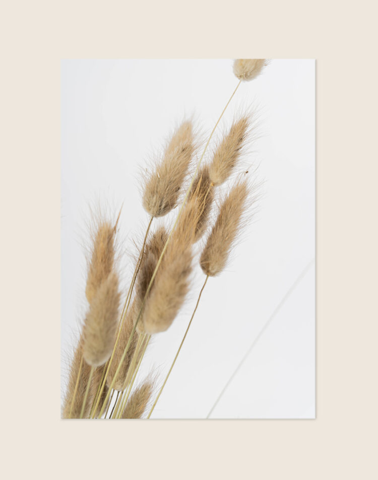 Moderne poster van zachte beige gedroogde Lagarus bloemen, stijlvol opgehangen in een Scandinavisch en rustgevend interieur.