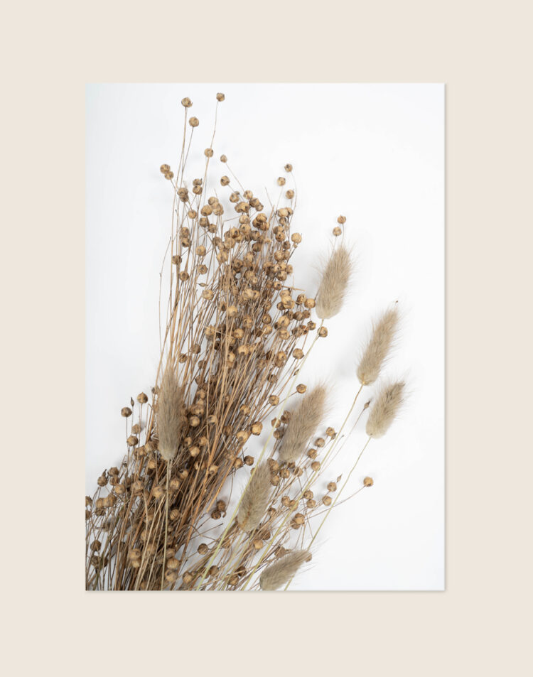 Moderne poster van gedroogde Lagarus Ovatus pluimpjes in warme beige tinten, sfeervol opgehangen in een bohemien interieur.