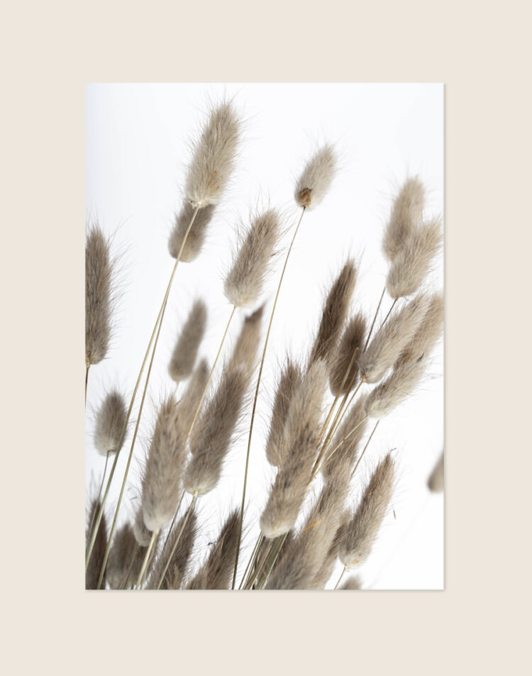 Moderne poster van pluizige gedroogde hazenstaartjes in zachte, neutrale kleuren, sfeervol opgehangen in een Scandinavisch interieur.
