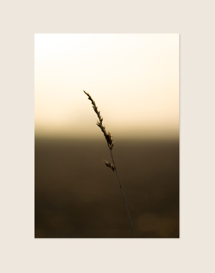 Moderne, minimalistische poster met een gedetailleerde macrofoto van een sierlijke groene grasspriet, sfeervol opgehangen in een Scandinavisch interieur.