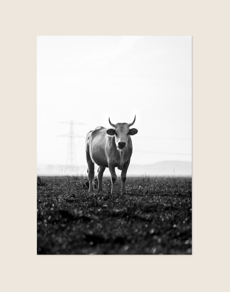 Sfeervolle poster van een prachtige en nieuwsgierige koe in een natuurlijke omgeving, stijlvol opgehangen in een landelijke keuken.