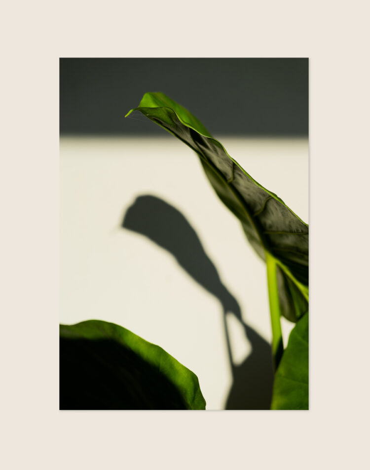 Moderne minimalistische poster met het zachte schaduwspel van een botanisch blad op een lichte achtergrond, sfeervol opgehangen in een Japandi interieur.